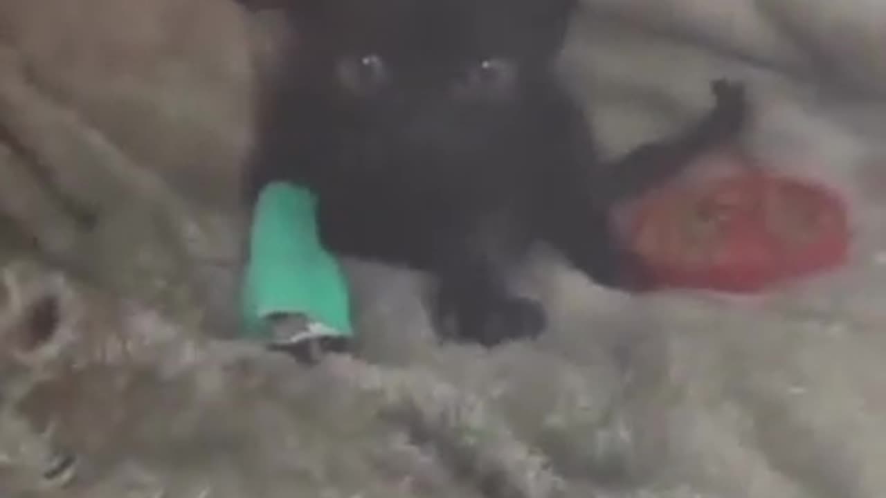 b is quicl