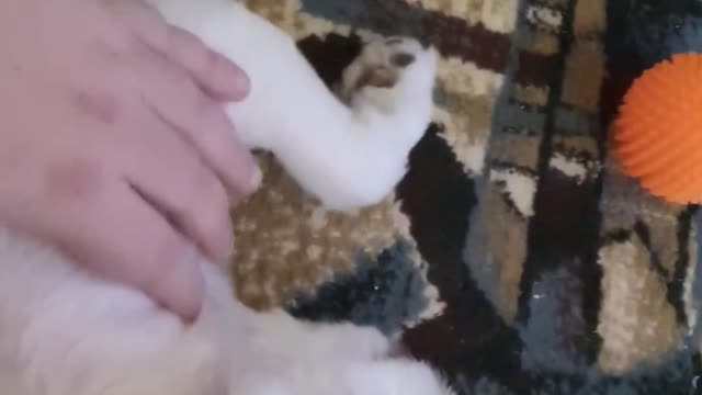 Snoopy gets extreme boop and belly rubs