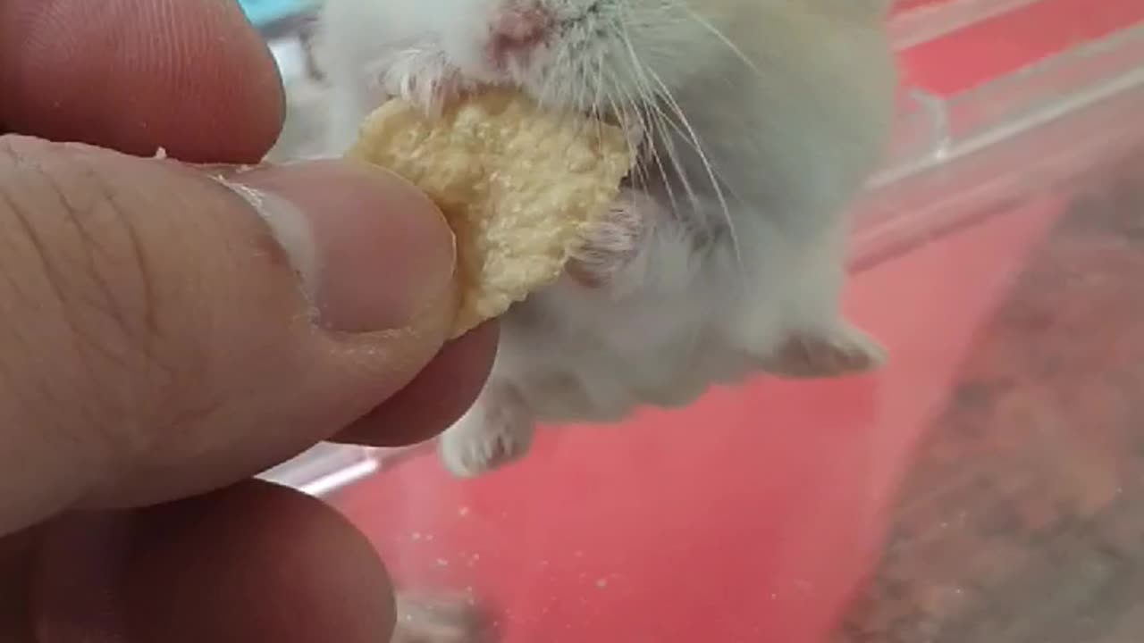 give the hamster a snack 2