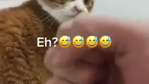 Cute Cate is Angry with the owner