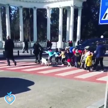 Shorts - Dog Stops Traffic For School Kids In Georgia
