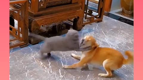 Cat and dog fight