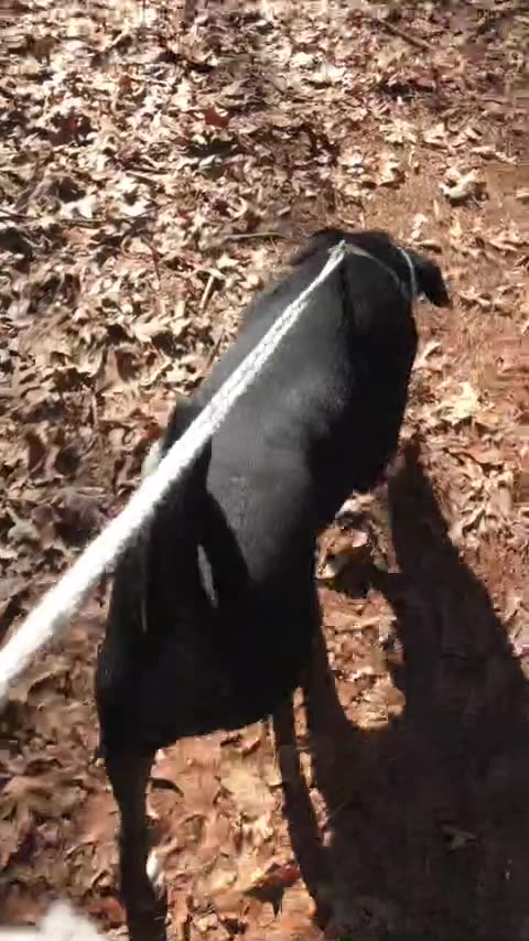 Vexine Veritas - Vid 4 - Circulatory Damage & Vax transparency - John Beaudoin , Sr.