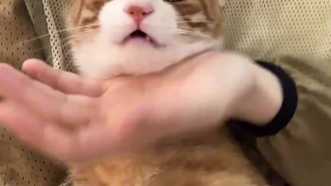 Funny and Cute Cats videos #361