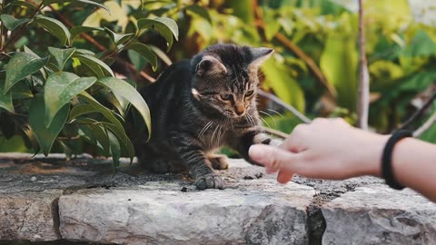 Cute Cat Playing Outside