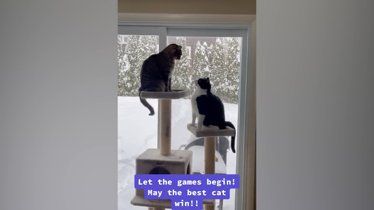 Cats Being Silly! Funniest Cats And Dogs Video Beast Paws