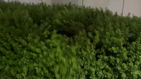 Drunk Guy in the Bushes