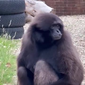 Amazing Funny animals