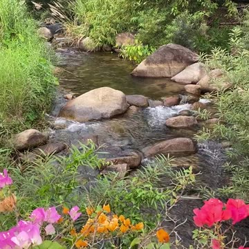 Gr liton Natural Clips, Natural Video Clips # - 73