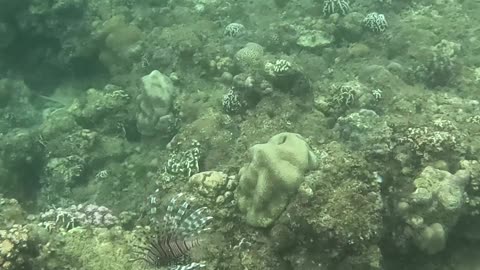 Finding A Beautiful Lionfish While Snorkeling