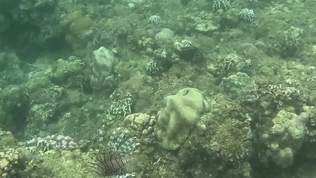 Finding A Beautiful Lionfish While Snorkeling