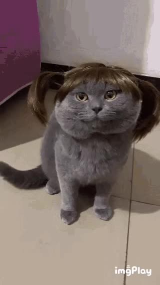 Female Cat Gif 💄