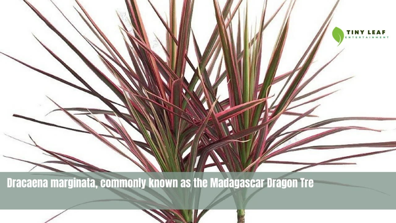 Dragon Tree Plant