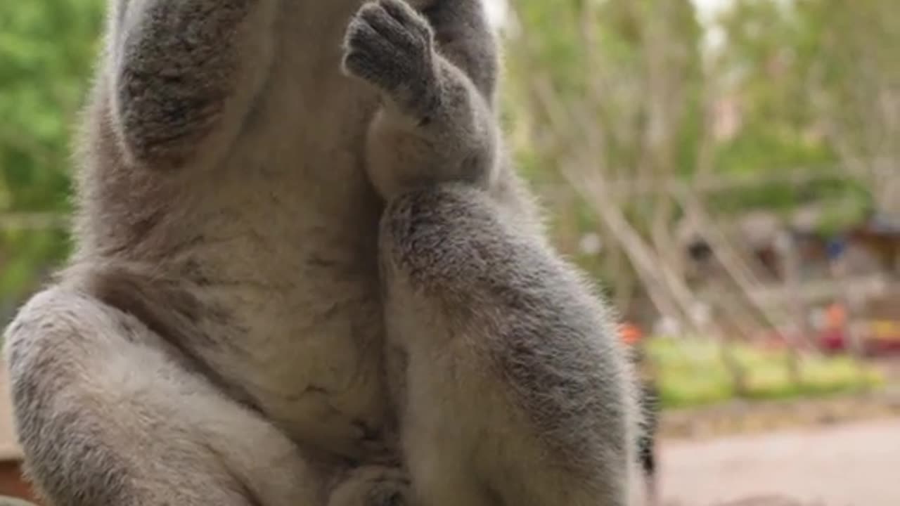 Ring-tailed lemurs who don't know how to share