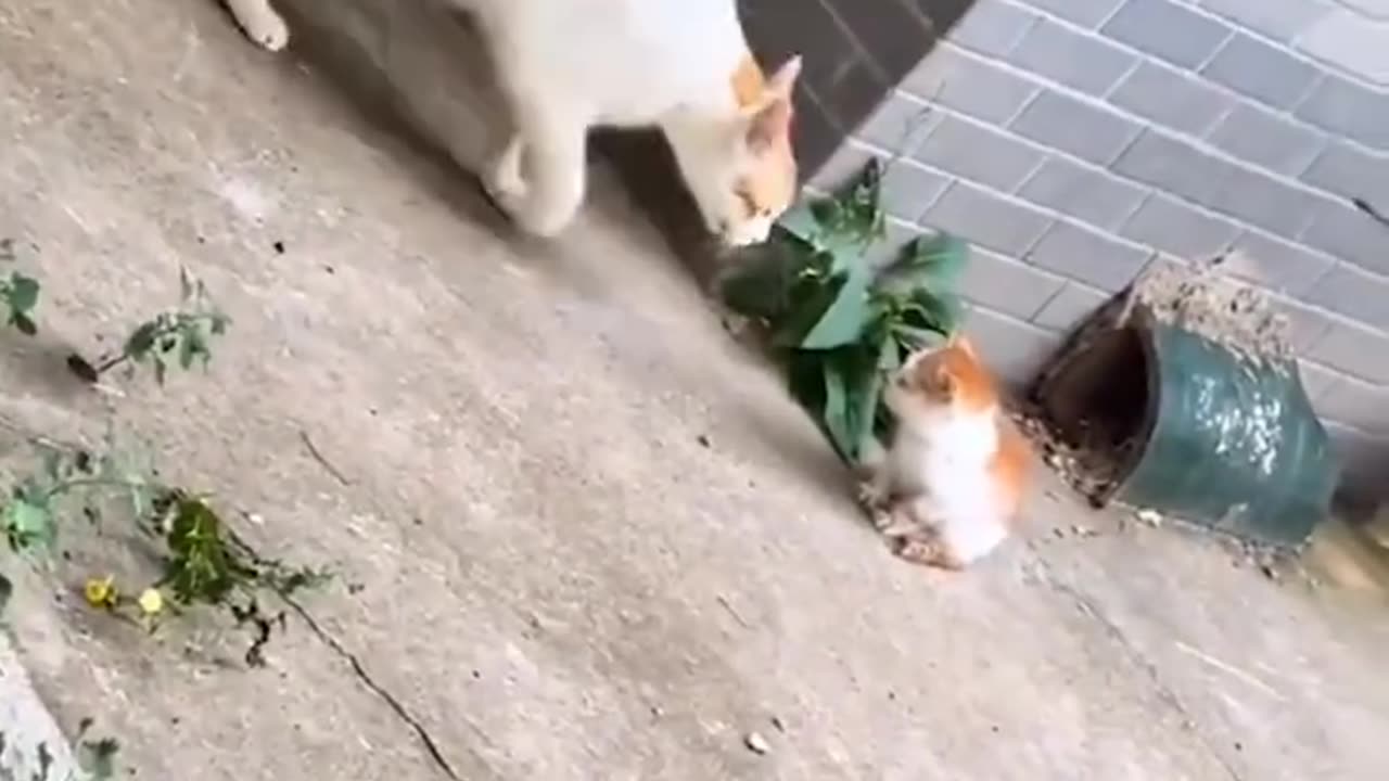 Funny cat video