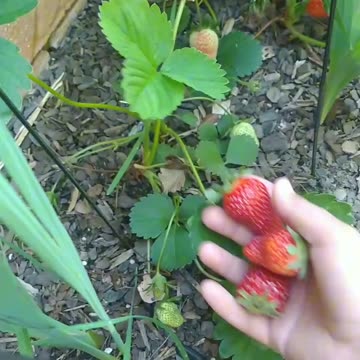 My homegrown strawberry 🍓