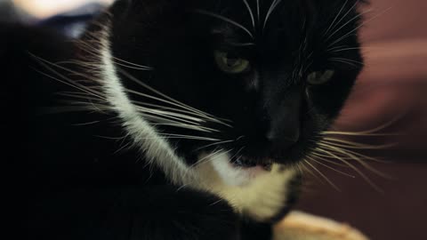 Cat Video #11