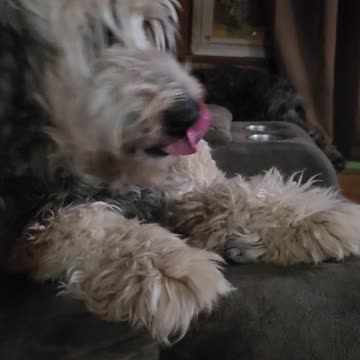 Nestle Jane Kills a Squeeker