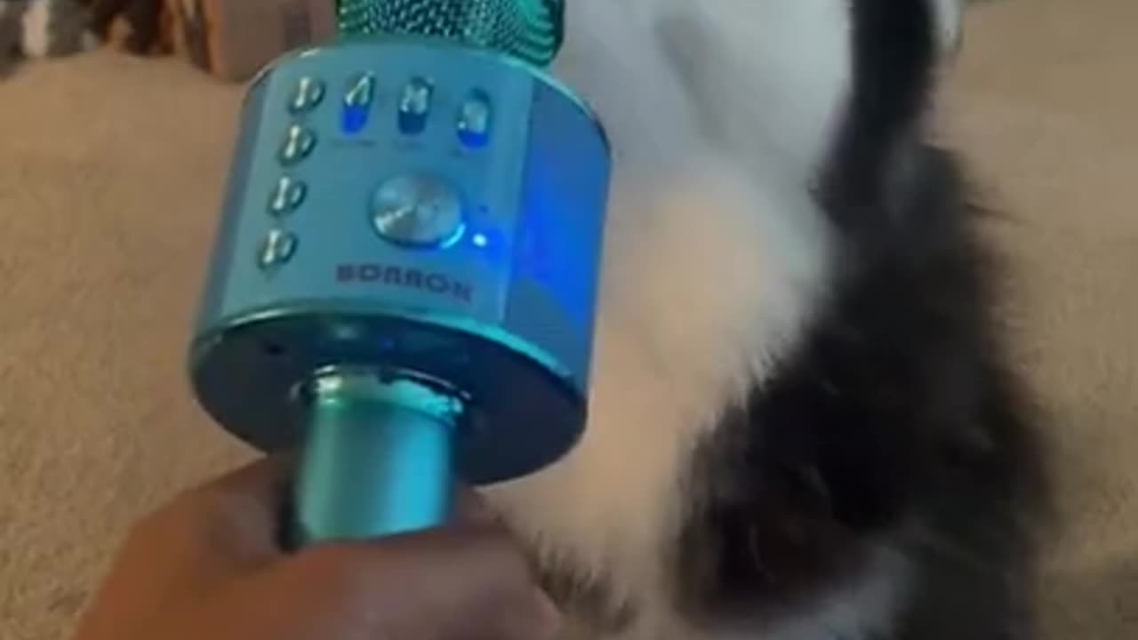 Singing Husky Dog