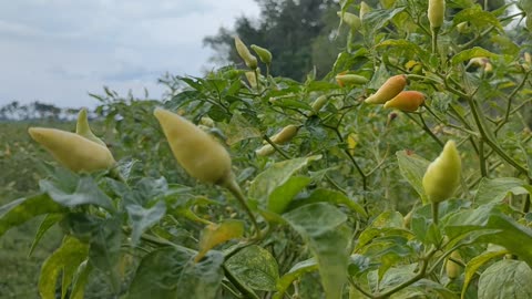 chilli trees in the garden are soothing to the eye