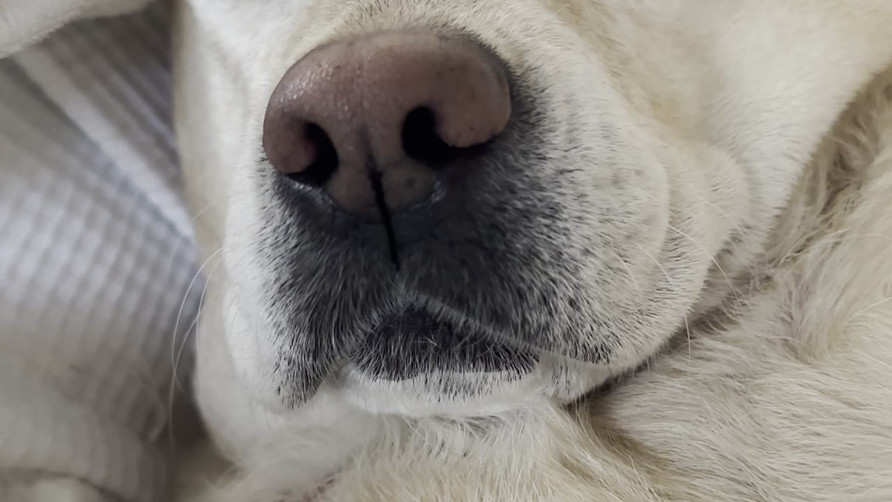 Yellow Lab Smacks Lips During Naptime