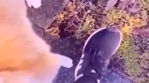 2023 Best funny animal video 2022