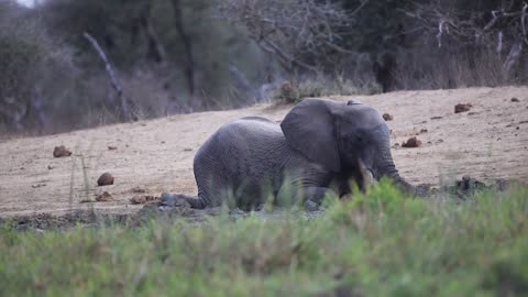 elephant playing in the mud