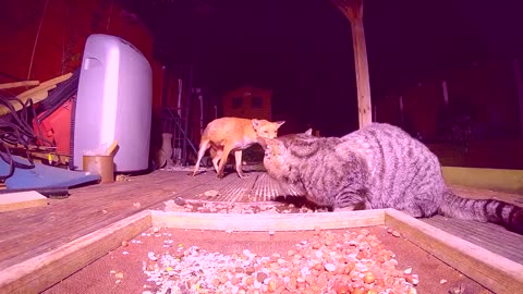 2023 Best funny animal video