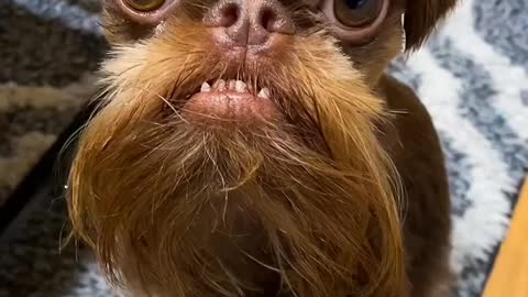 Look at it, it's also a dog #shorts #viral #shortsvideo #video