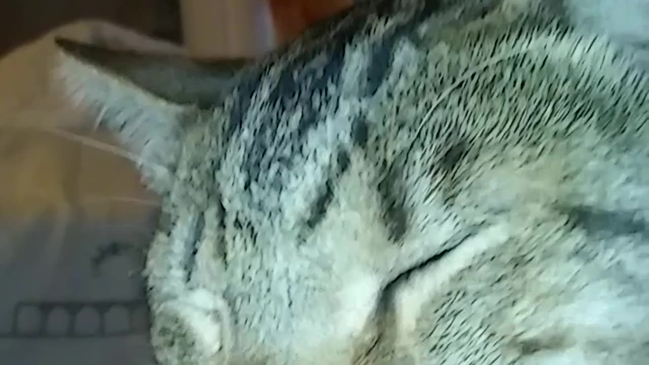 THE MARINE CAT'S SONG ALBUM. PT.1