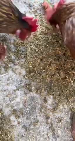 Chickens Not Laying Eggs - It’s the feed guys !