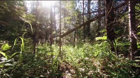 Deep In To The Forest Wild Ceylon Royalty free videos