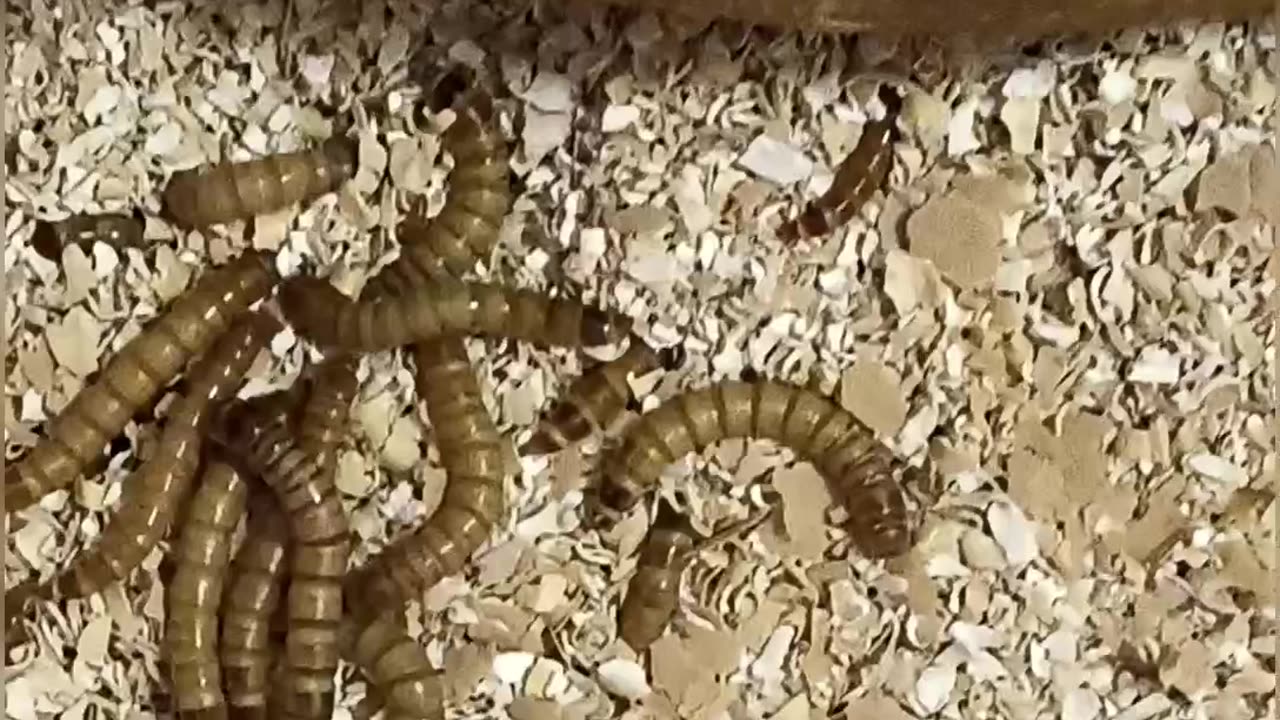 Tenebrio molitor