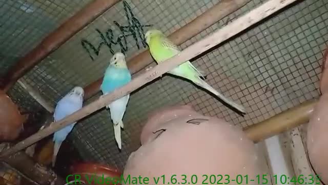 सुन्दर पक्षी amazing birds