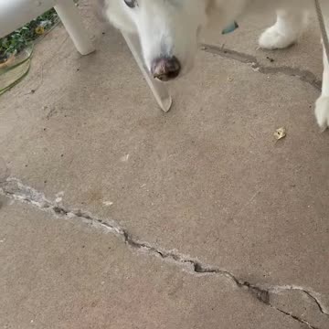 Chase and the Bumble Bee