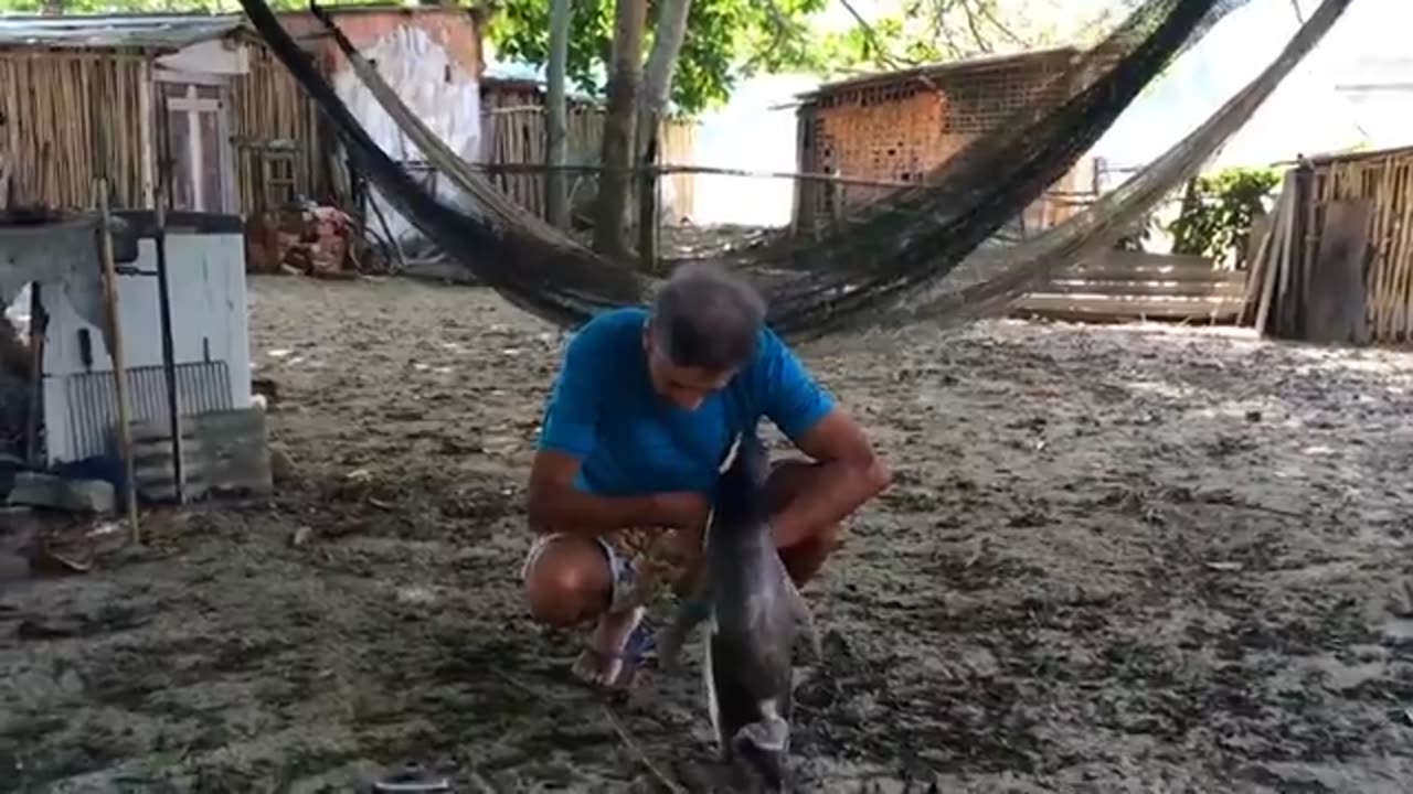 Jinjing The Penguin - Swims 5000 Miles Every Year To Visit The Man Who Saved Him