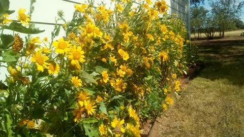 Cathy's Cow Pen Daisies in Texas Oct 2022