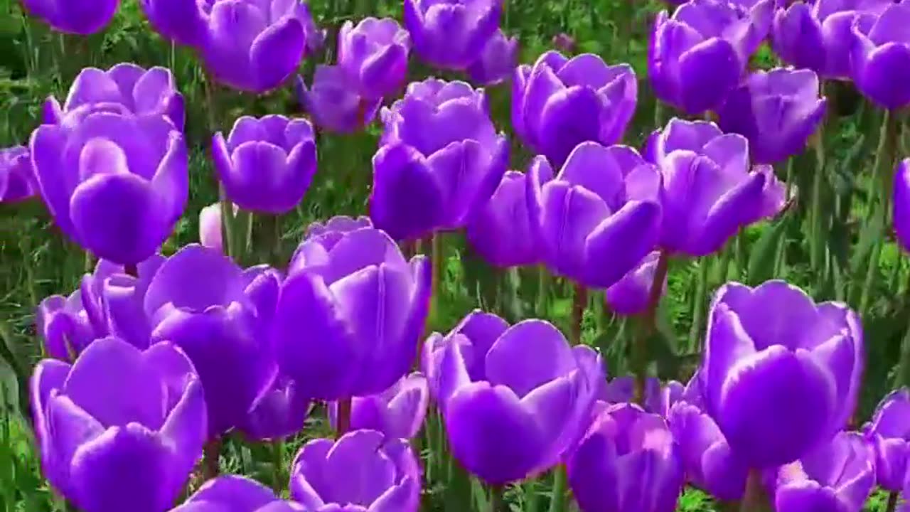 Amazing Tulip flowers