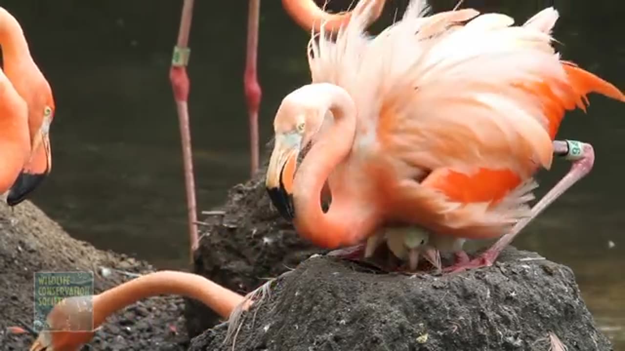 A Bronx Zoo Caribbean Flamingo Chick Takes Its First Steps