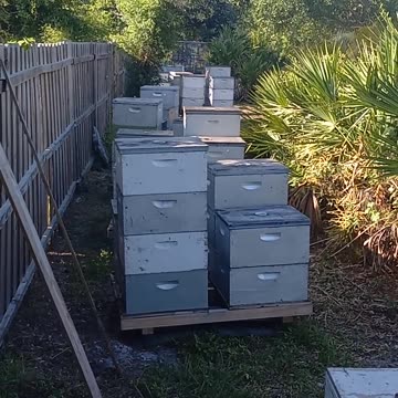MORE BEES ON OUR TINY FARM IN PUNTA GORDA FLORIDA