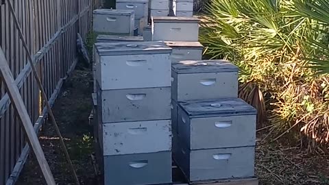 MORE BEES ON OUR TINY FARM IN PUNTA GORDA FLORIDA