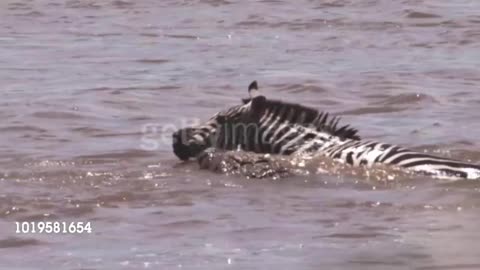 crocodile attacks zebra