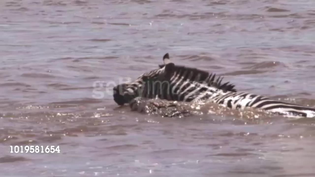 crocodile attacks zebra