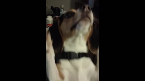 Daisy Dances on Her Hind Legs! - Great Country Music 2023 - #Rumblevideos