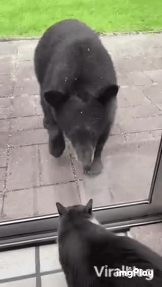 Cute Cat Gif