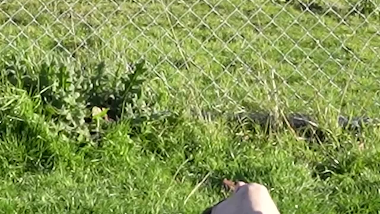 How animals get over fence