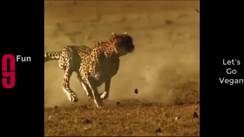 Try Not To Laugh Funny Videos - Funny Moments Of The Year Compilation PART 22