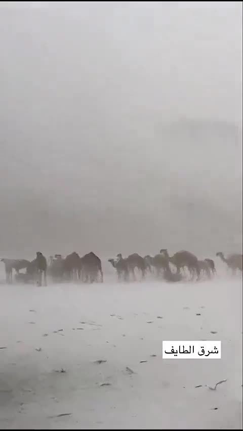 Hailstorms turns the Saudi desert white