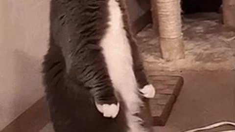 Cute Cat Gif