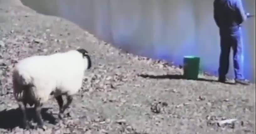 Funny animals, the sheep will revolt! as they ram the guy fishing